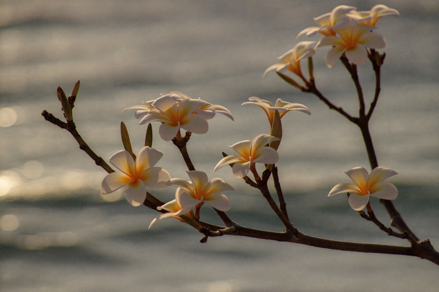 Plumeria-Blüten am Zweig vor dem Ozean — die Blume Hawaiis